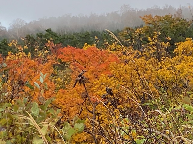 鮮やかな赤や黄色の紅葉が広がる秋の風景