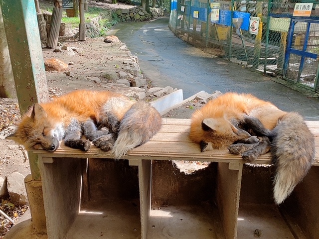 2匹の狐が昼寝をしている写真