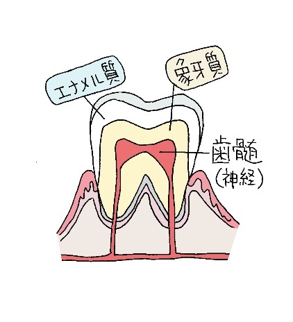 大和市鶴間の歯医者スギヤマ歯科医院　痛みが急に治まったら要注意！虫歯の痛みと歯の神経2